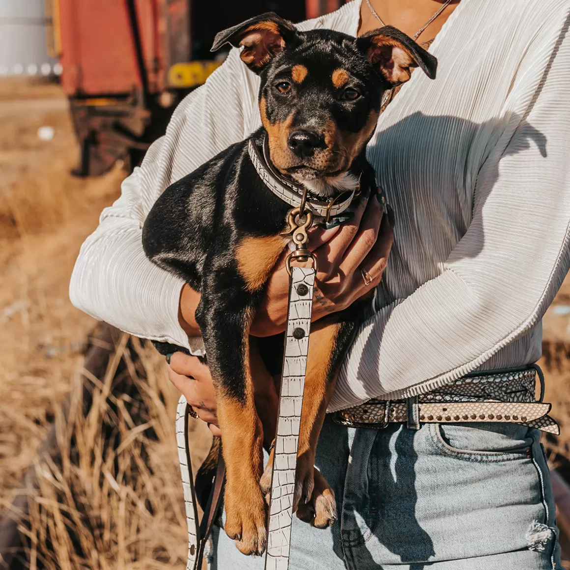 Women Freebird Store Dog Collar